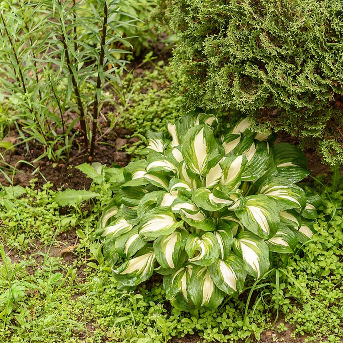 hosta