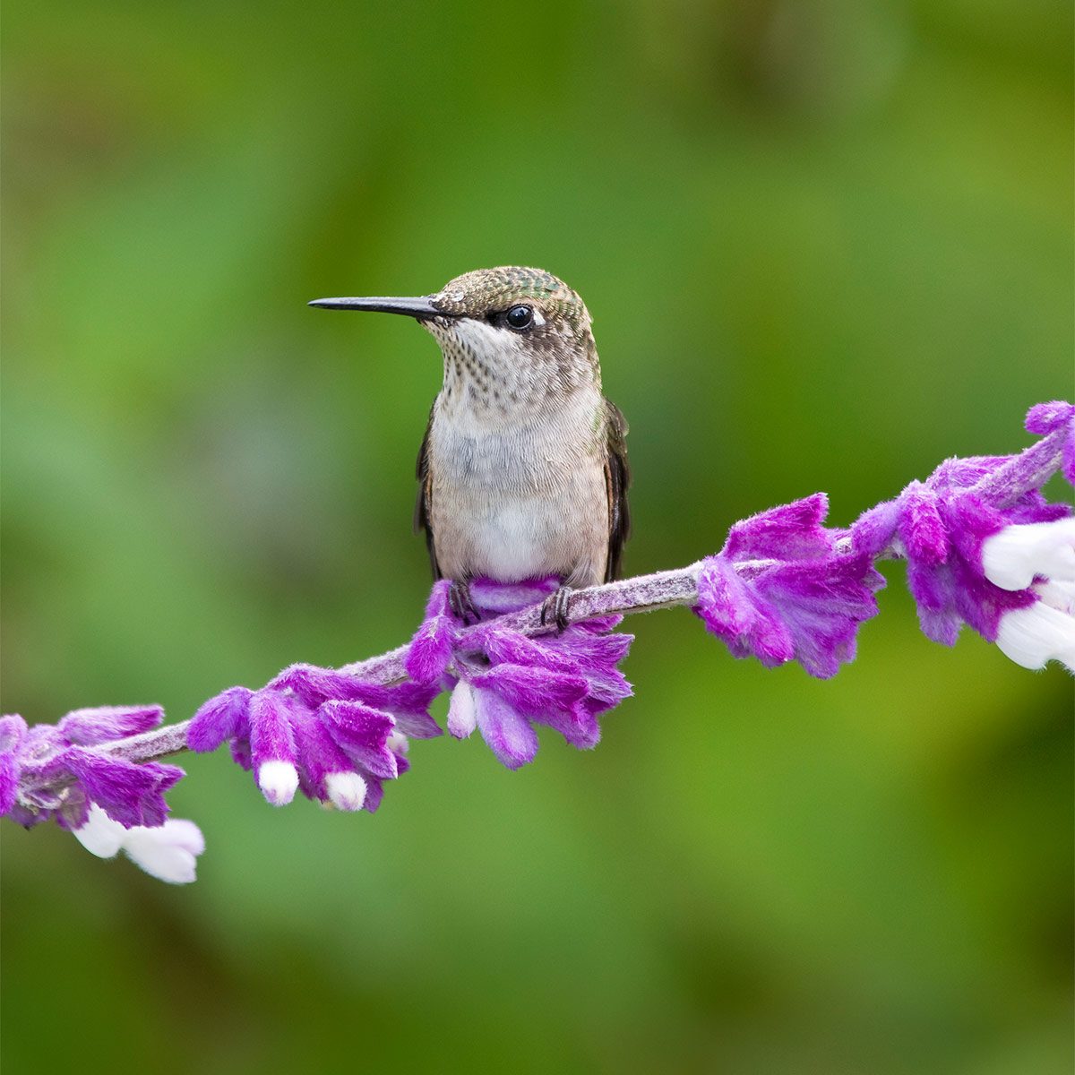 Hummingbirds Love This Plant