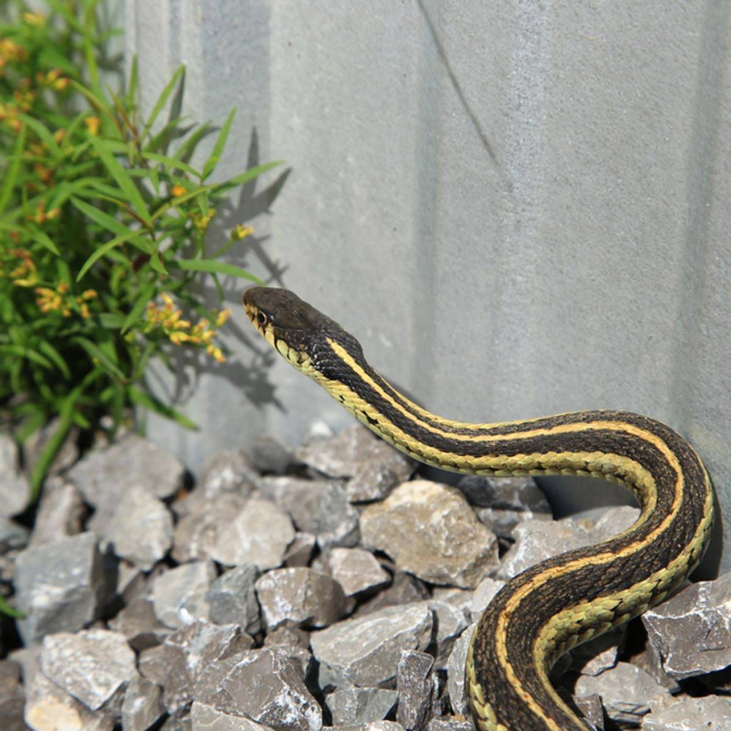 How To Keep Snakes Away From Yard House