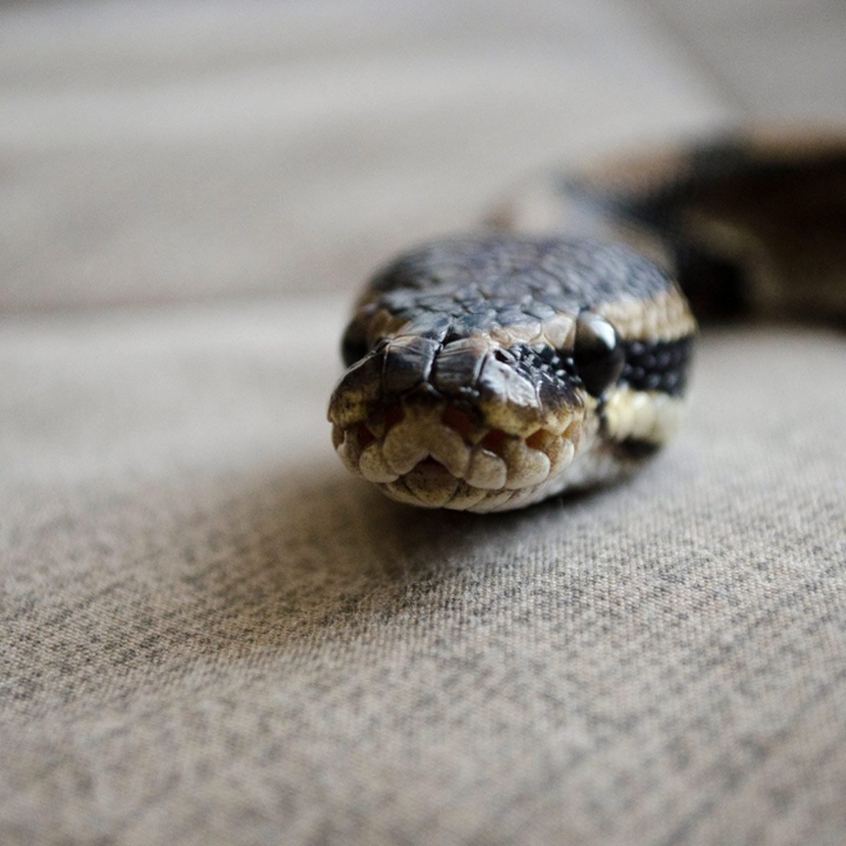 Snake season is here. Tips on how to be safe and coexist.