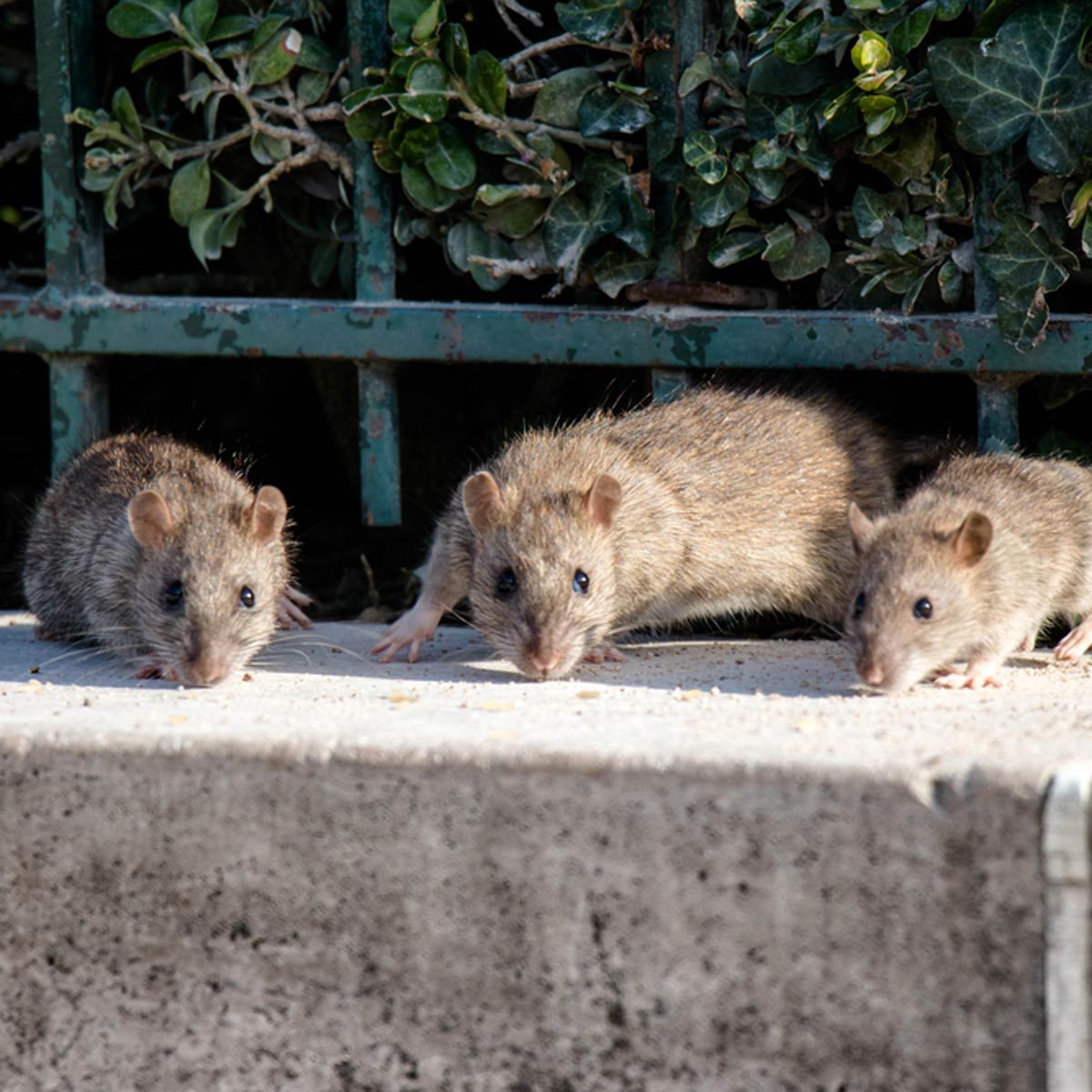 Will Coca Cola Kill Mice?