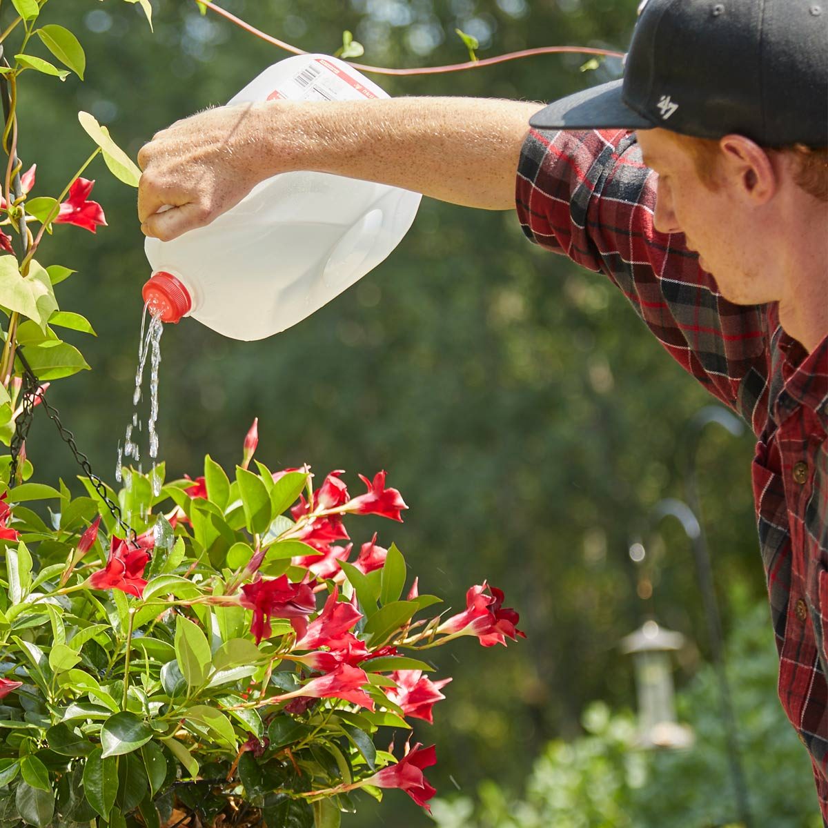 Milk jug watering can