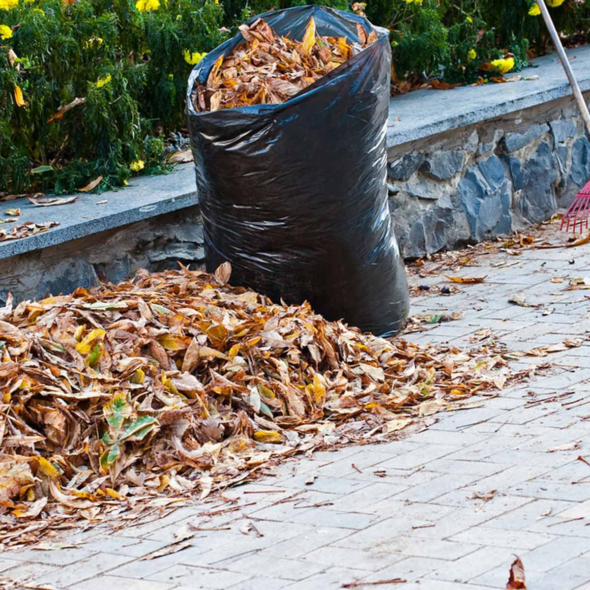 How To Bag fallen Leaves Fast and Without causing Back Pain- (A