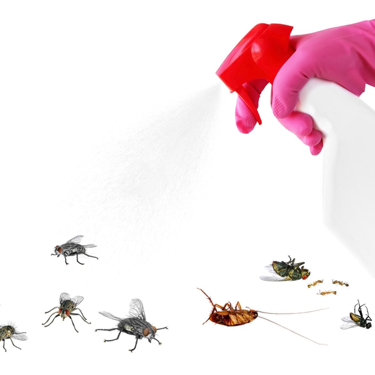 Natural Ways to Get Rid of Insects in Your Home