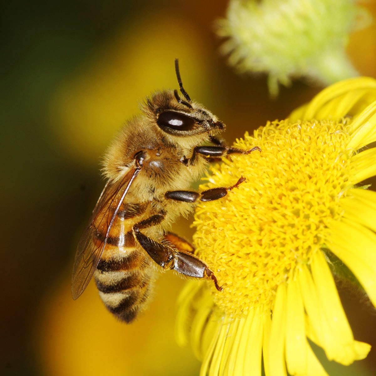 Are Queen Bee Stings More Dangerous? (We Found Out) / Bright Side
