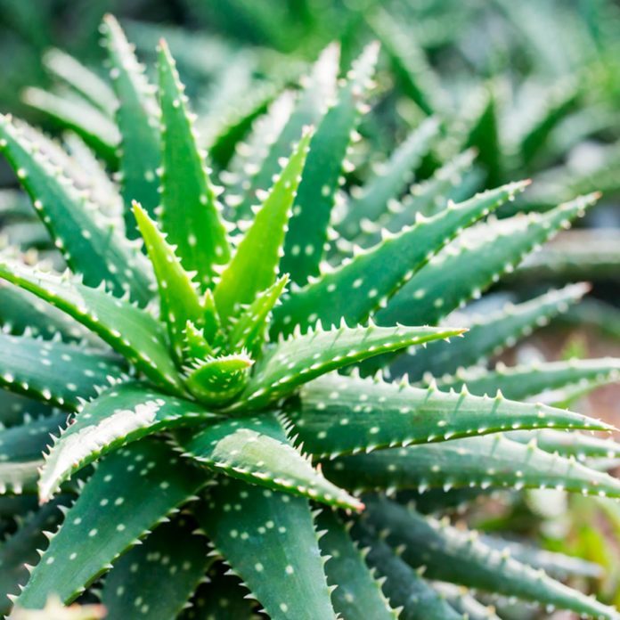 10 Seriously Cool Succulents That Make Great Houseplants 0003