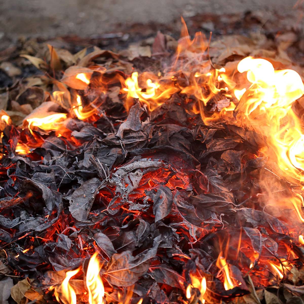 Is it Illegal to Burn Leaves?