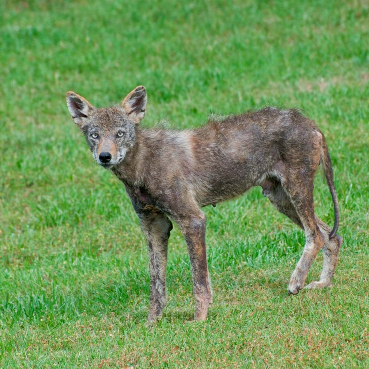 How to Get Rid of Coyotes