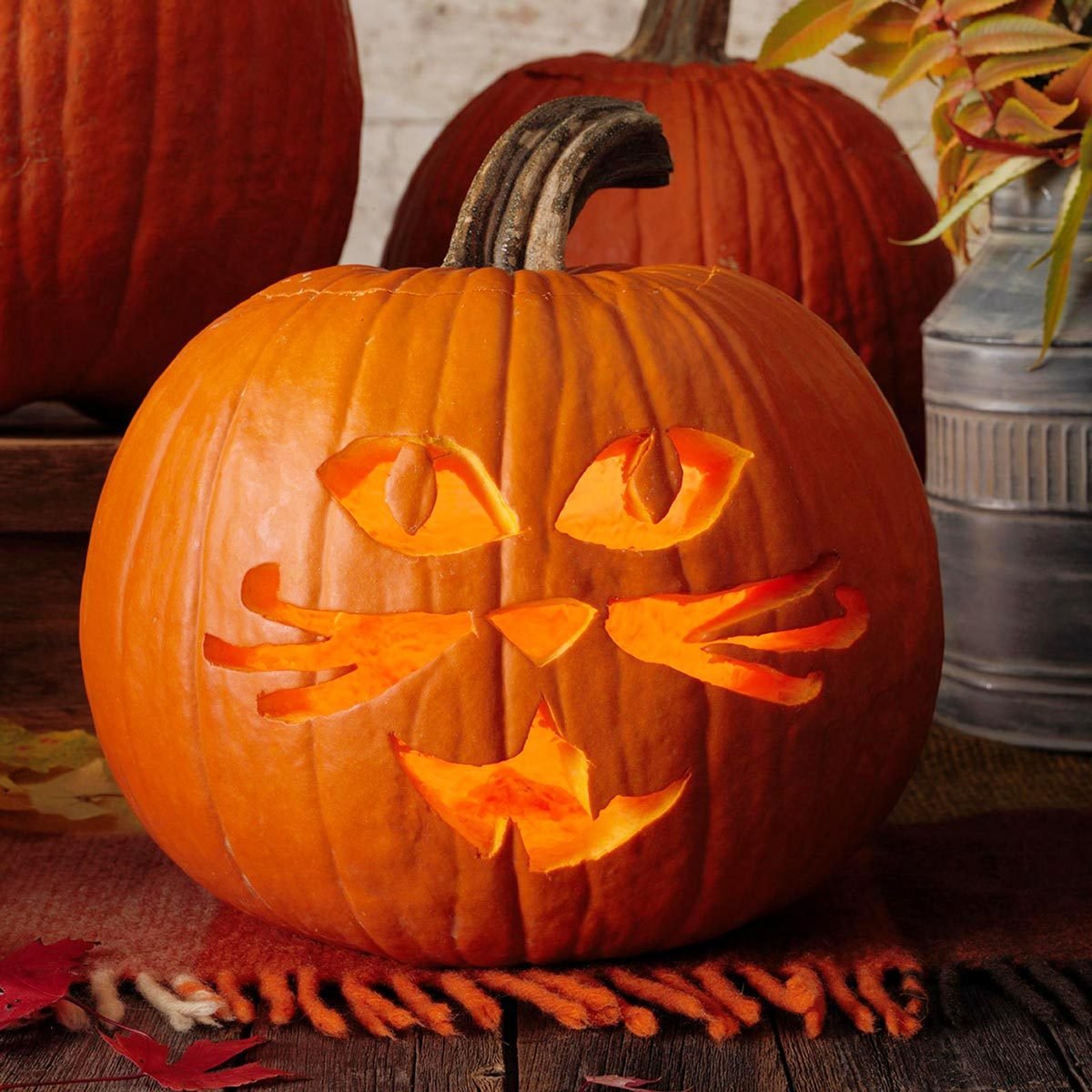 classic cat jack o'lantern pumpkin halloween