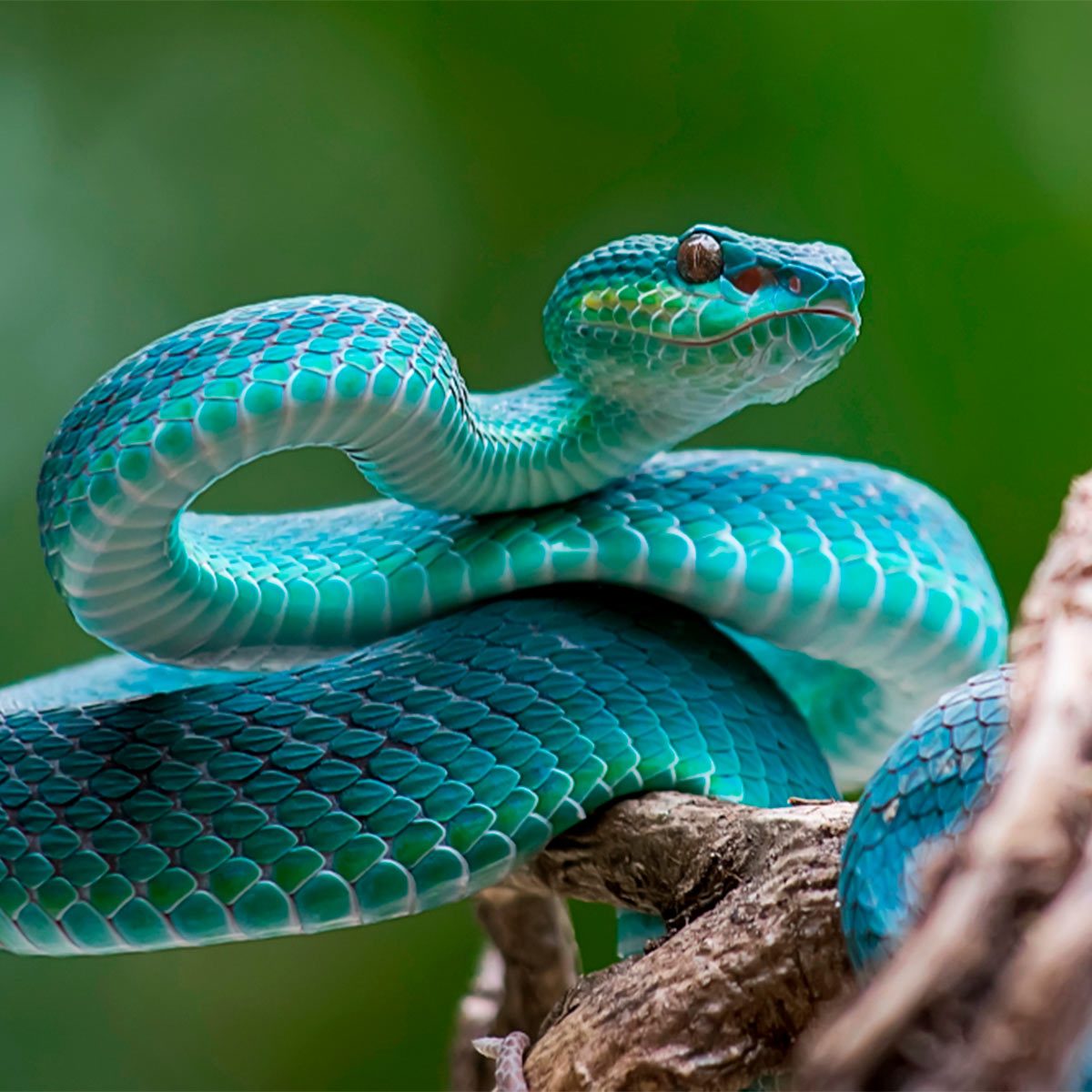 How to Avoid Snakes Slithering Up Your Toilet