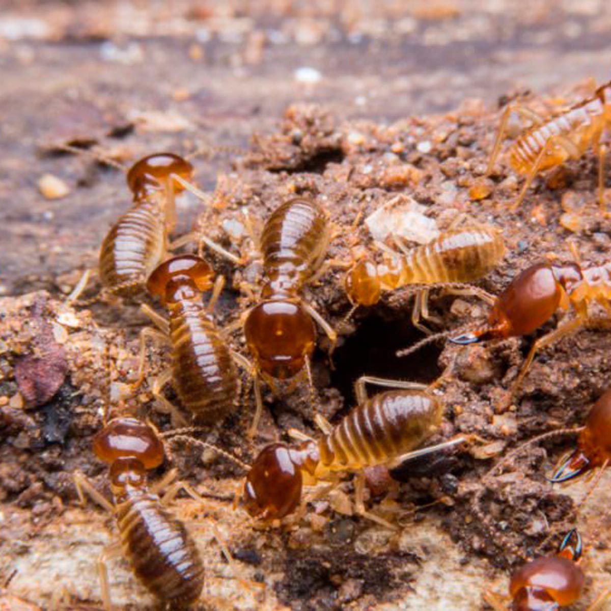 Termites