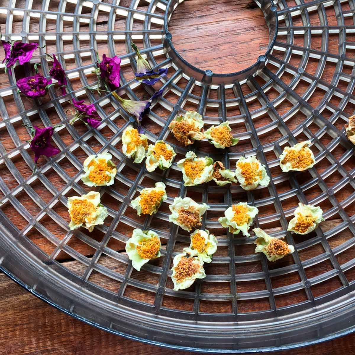 10 Unusual Ways to Use Your Food Dehydrator