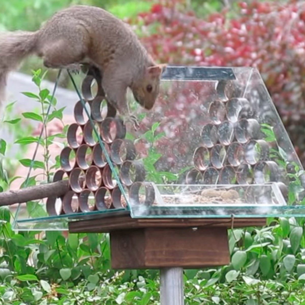10 Favorite Attempts at Preventing Squirrels from Reaching Bird Feeders