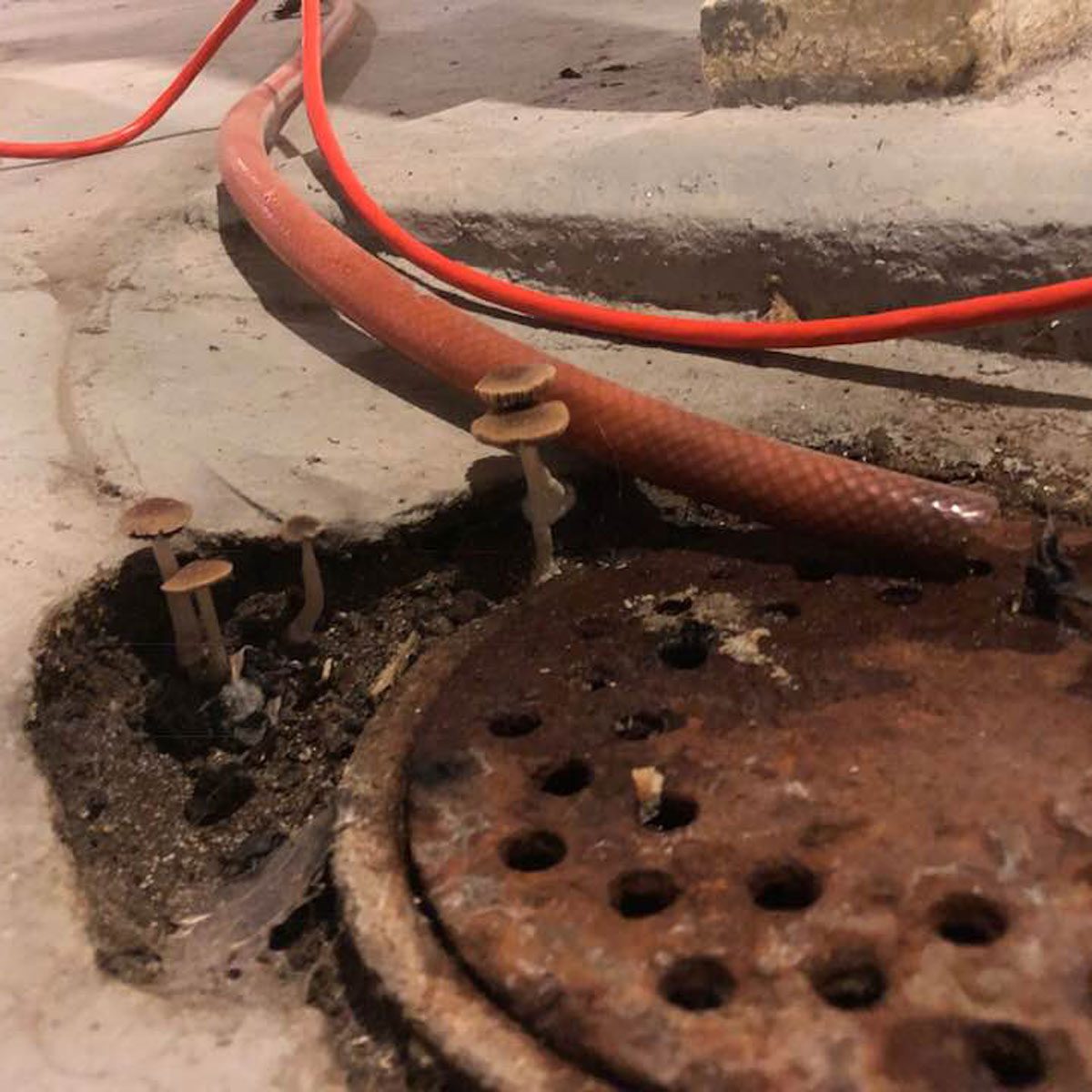 Mushroom Growing In Sink Drain 