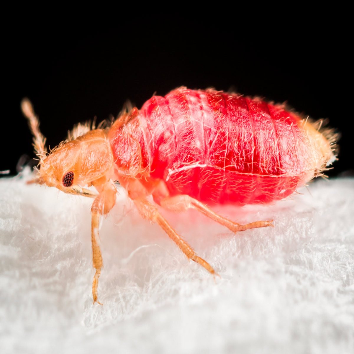 Where Do Bed Bugs Come From?