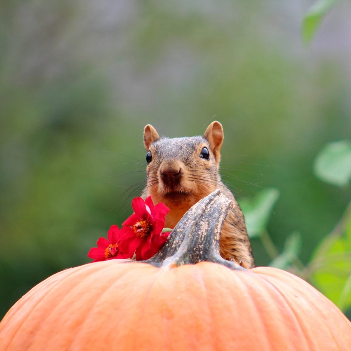 Squirrels Eating Pumpkin Seeds