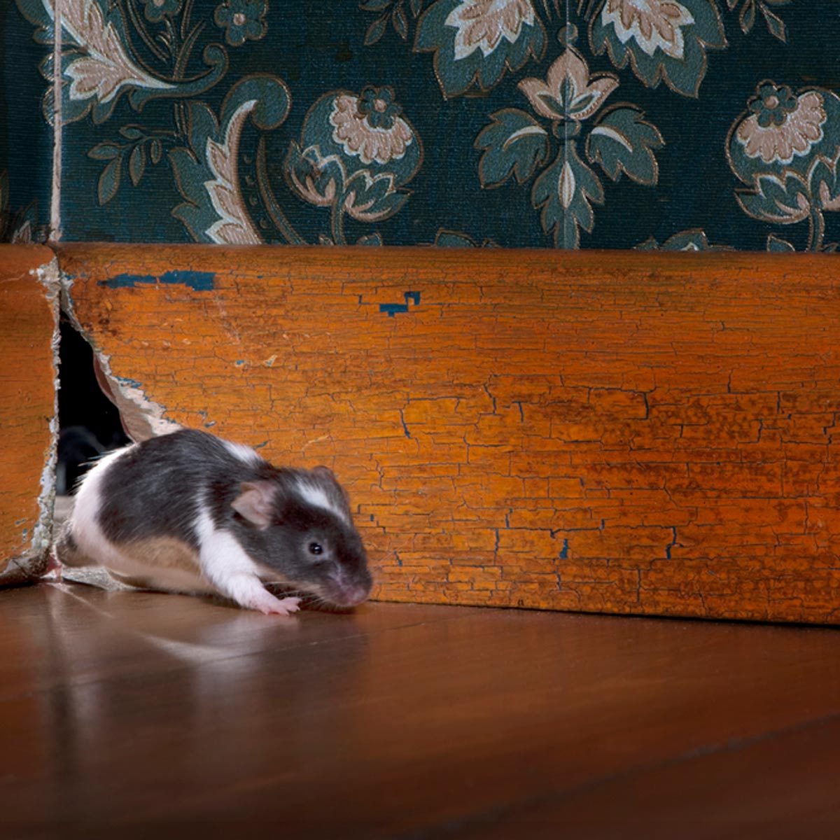 Mouse Away Cubes - Best Humane Mouse Trap - No Poison, No Mess