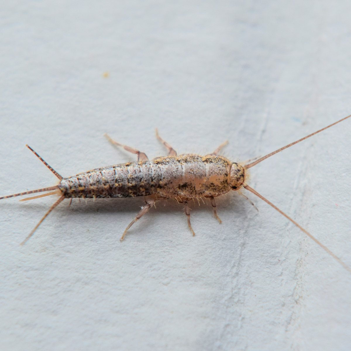 What is a Silverfish?