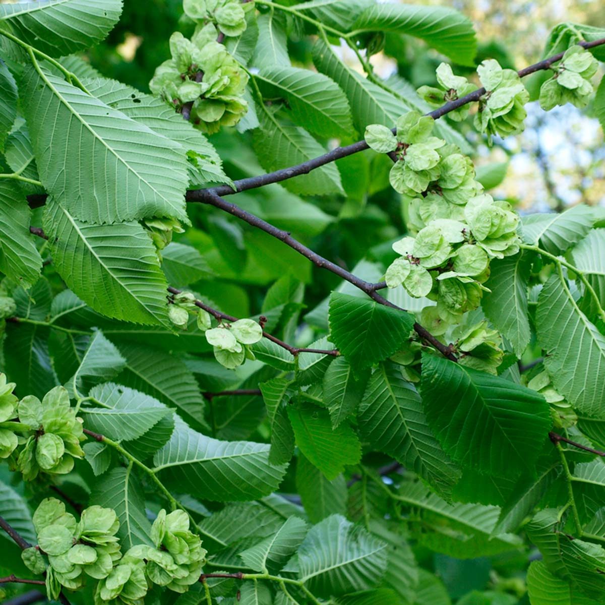 foliage