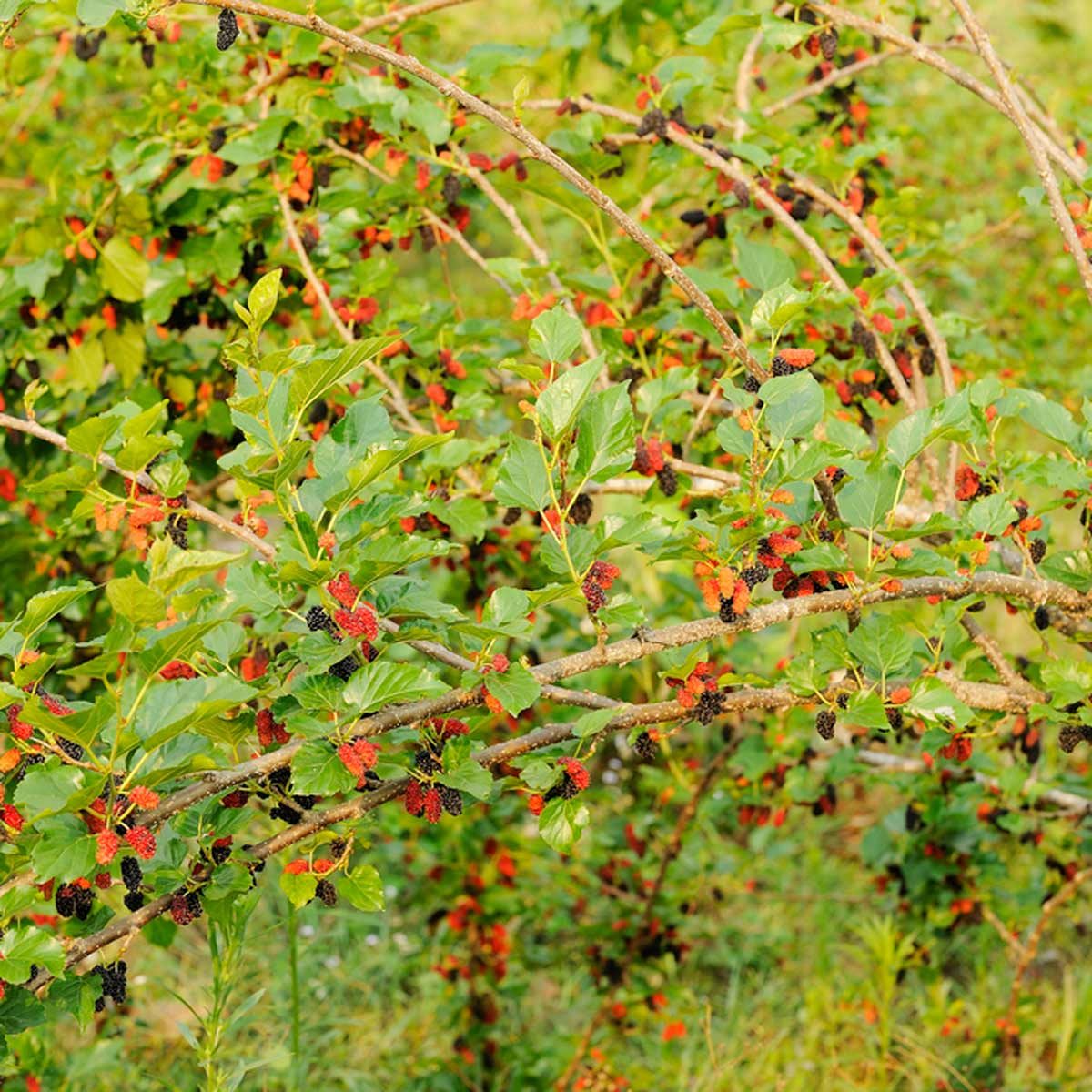 berries