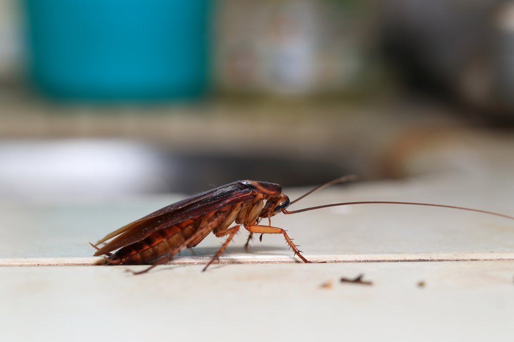 4 Best Cockroach Traps for 2024