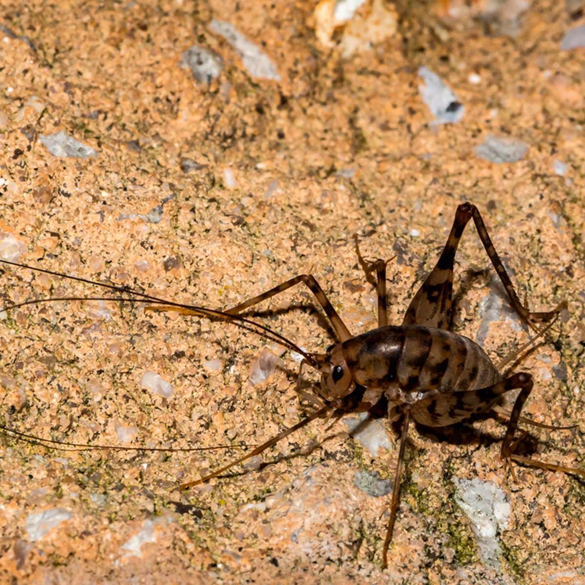 cricket spider bites