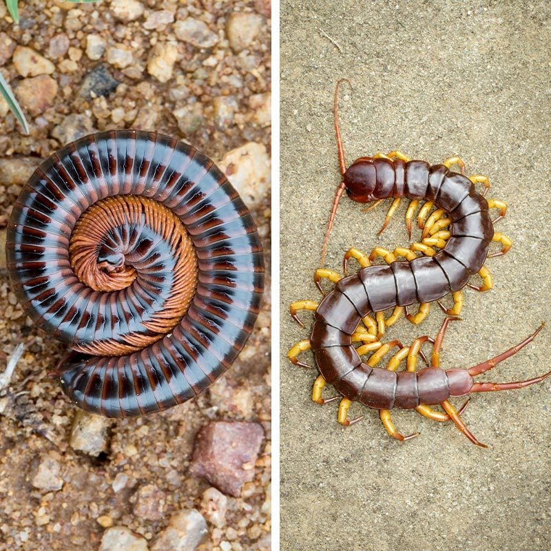 Millipedes vs. Centipedes: What's the Difference?