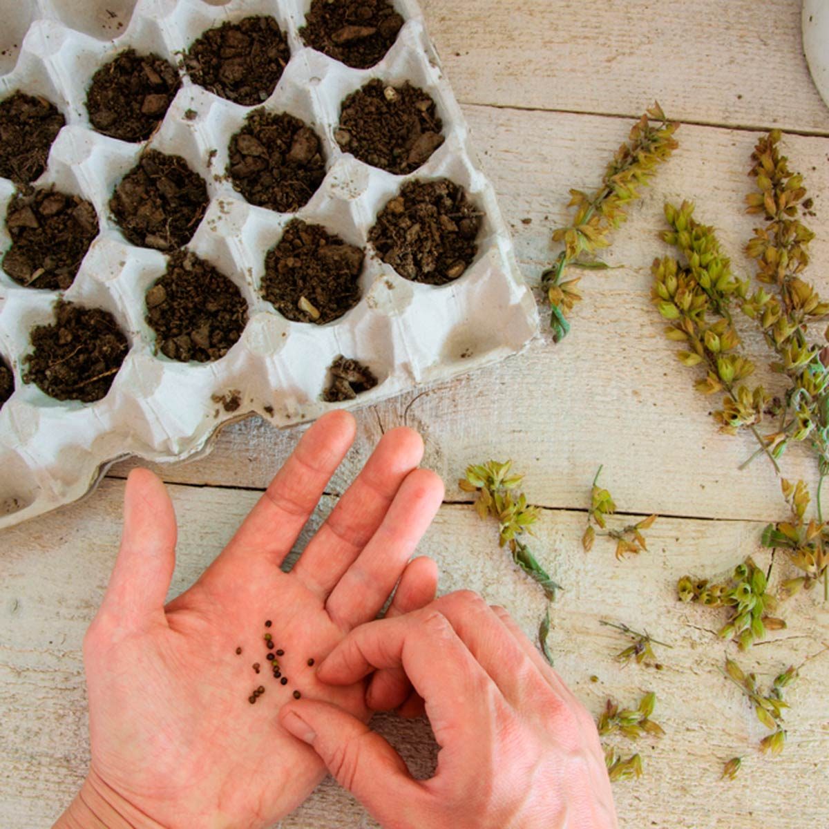 10 Tips for Growing Plants From Seed