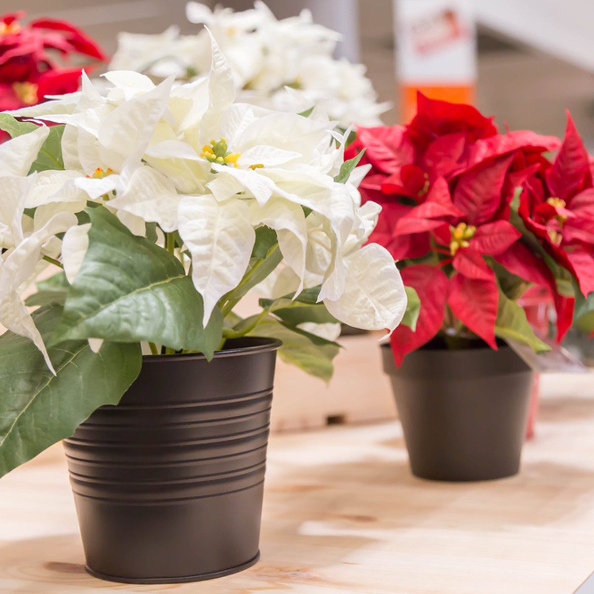 5 Things You Didn't Know About Poinsettias