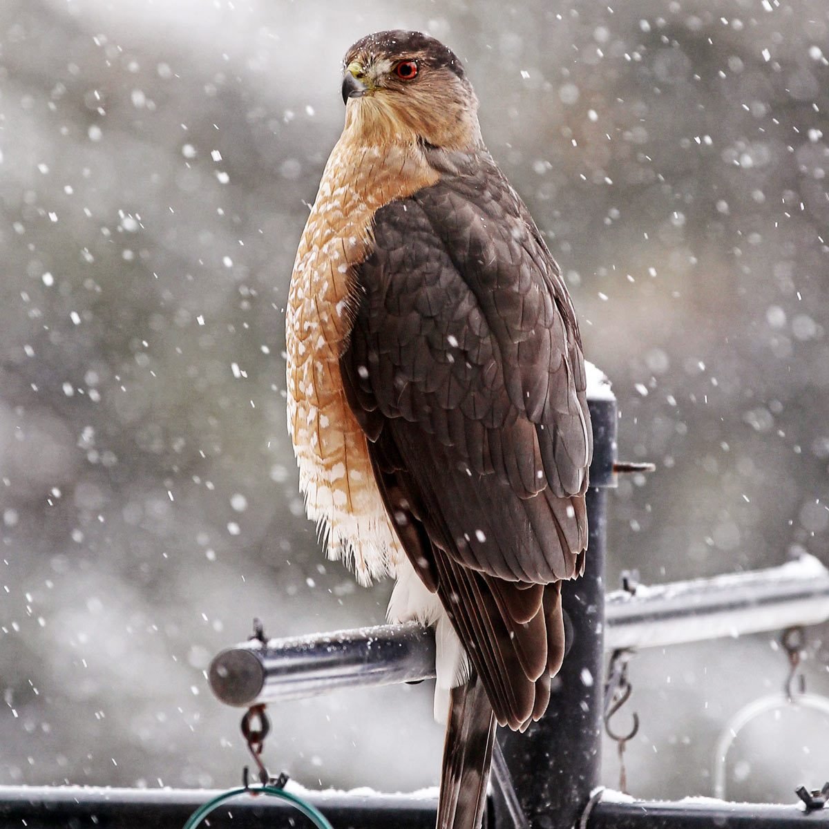 The Best 20 Ways to Attract Winter Birds