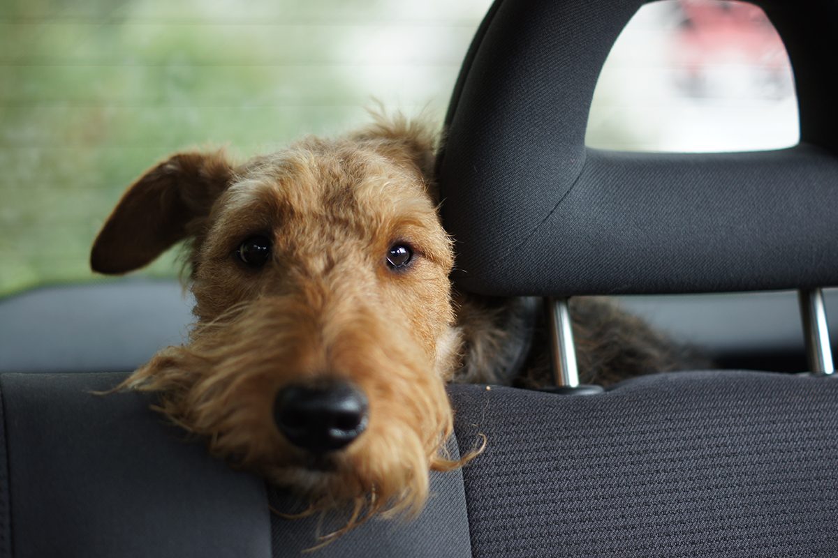 It’s Illegal to Leave Pets In Your Car in These States