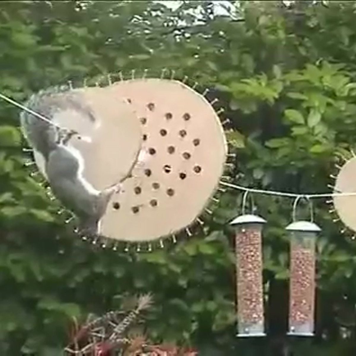 25 Crazy Attempts At Preventing Squirrels From Reaching Bird