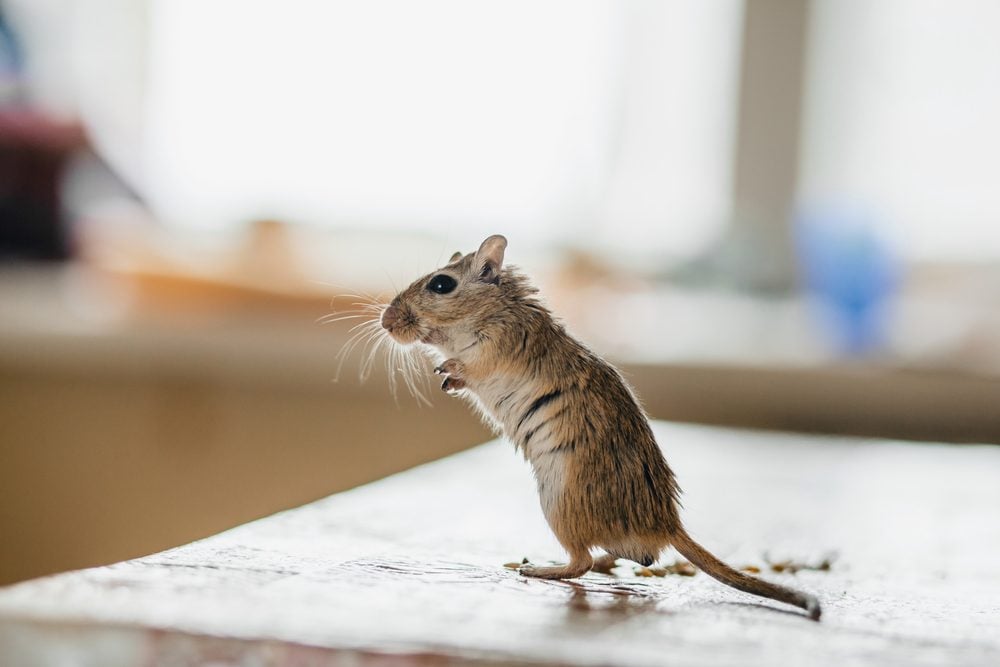 Easy Ways to Mouse-Proof Your Home