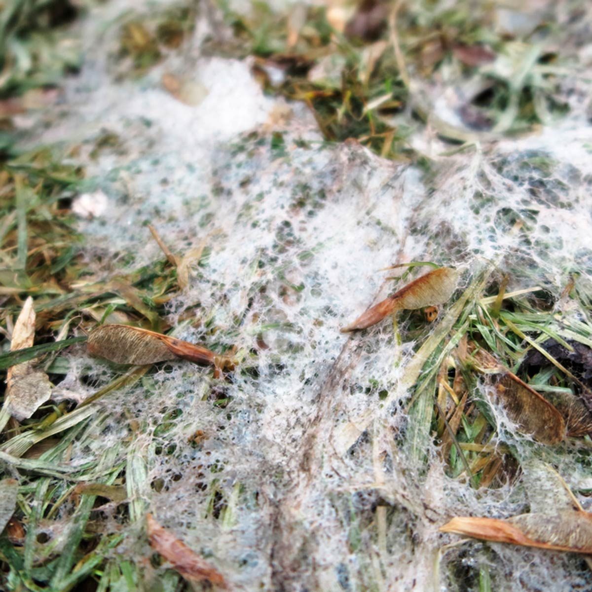 How to Get Rid of Snow Mold Safely