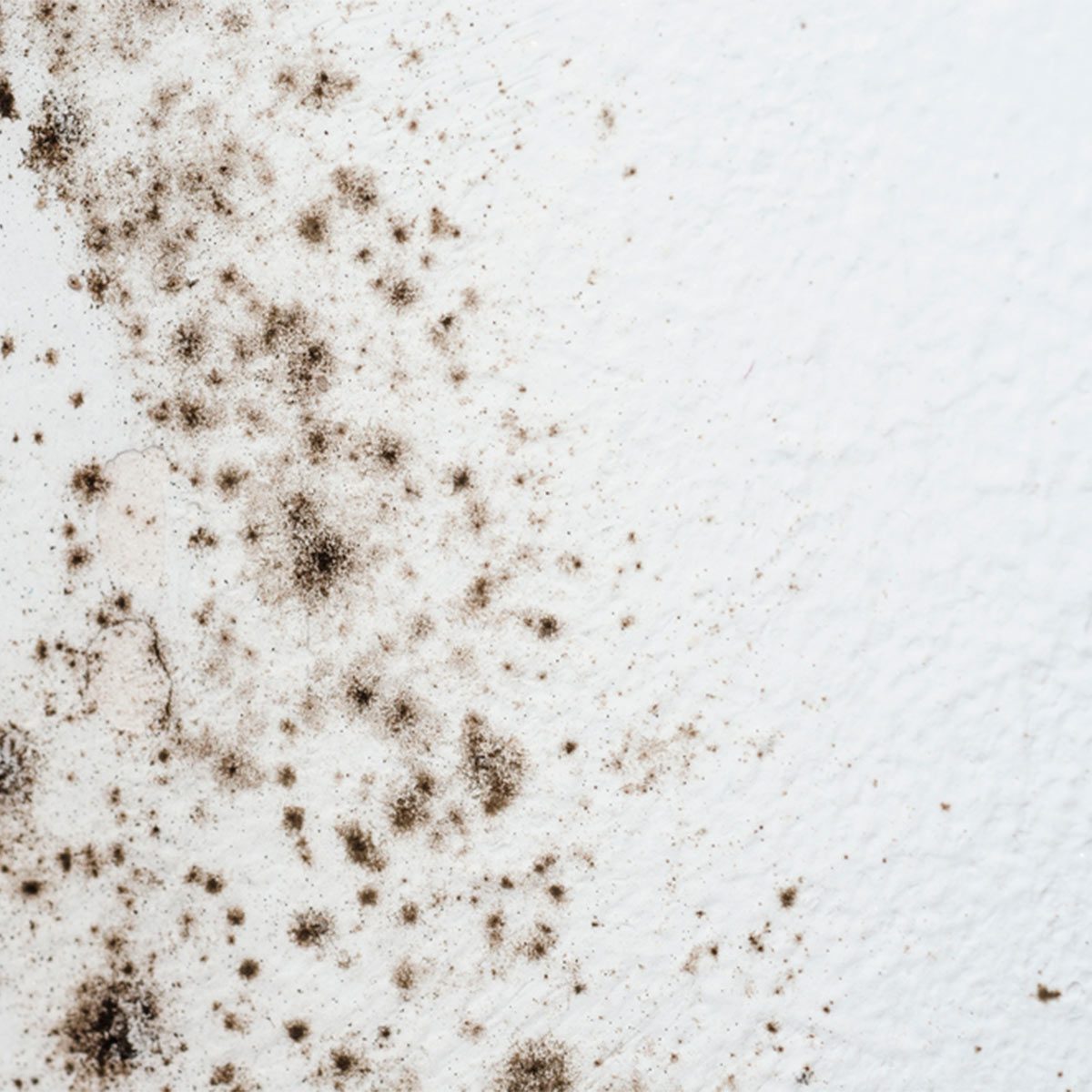 Remove Mildew From Walls