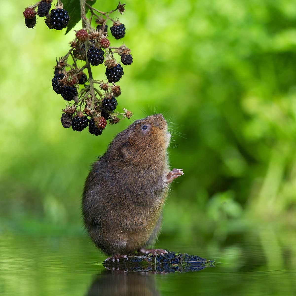 How to Get Rid of and Prevent Garden Voles