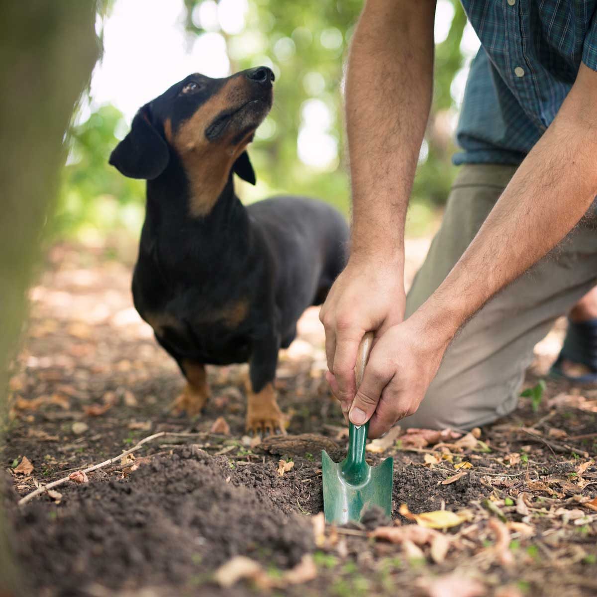 is dog poop good for the yard
