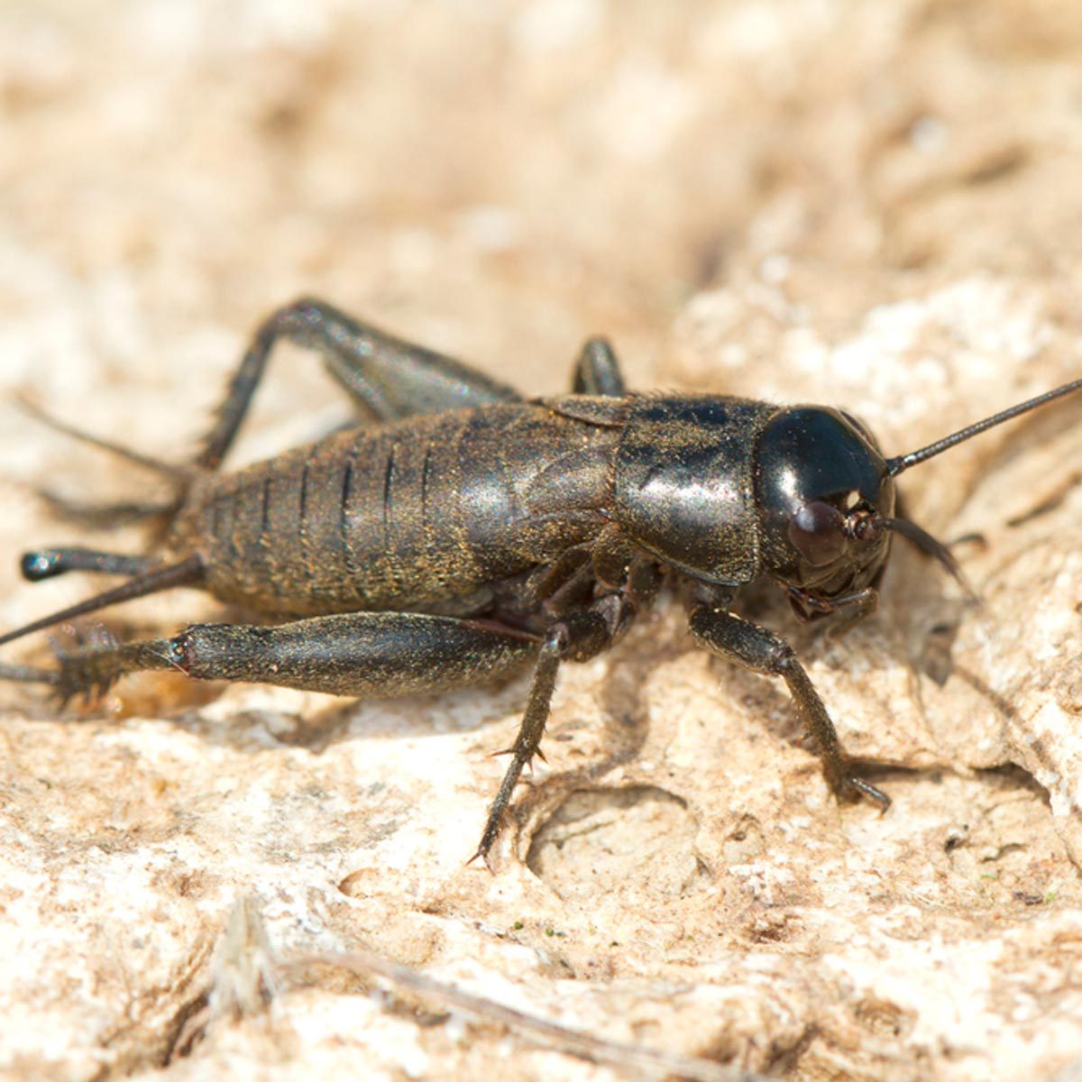 How to Get Rid of Crickets