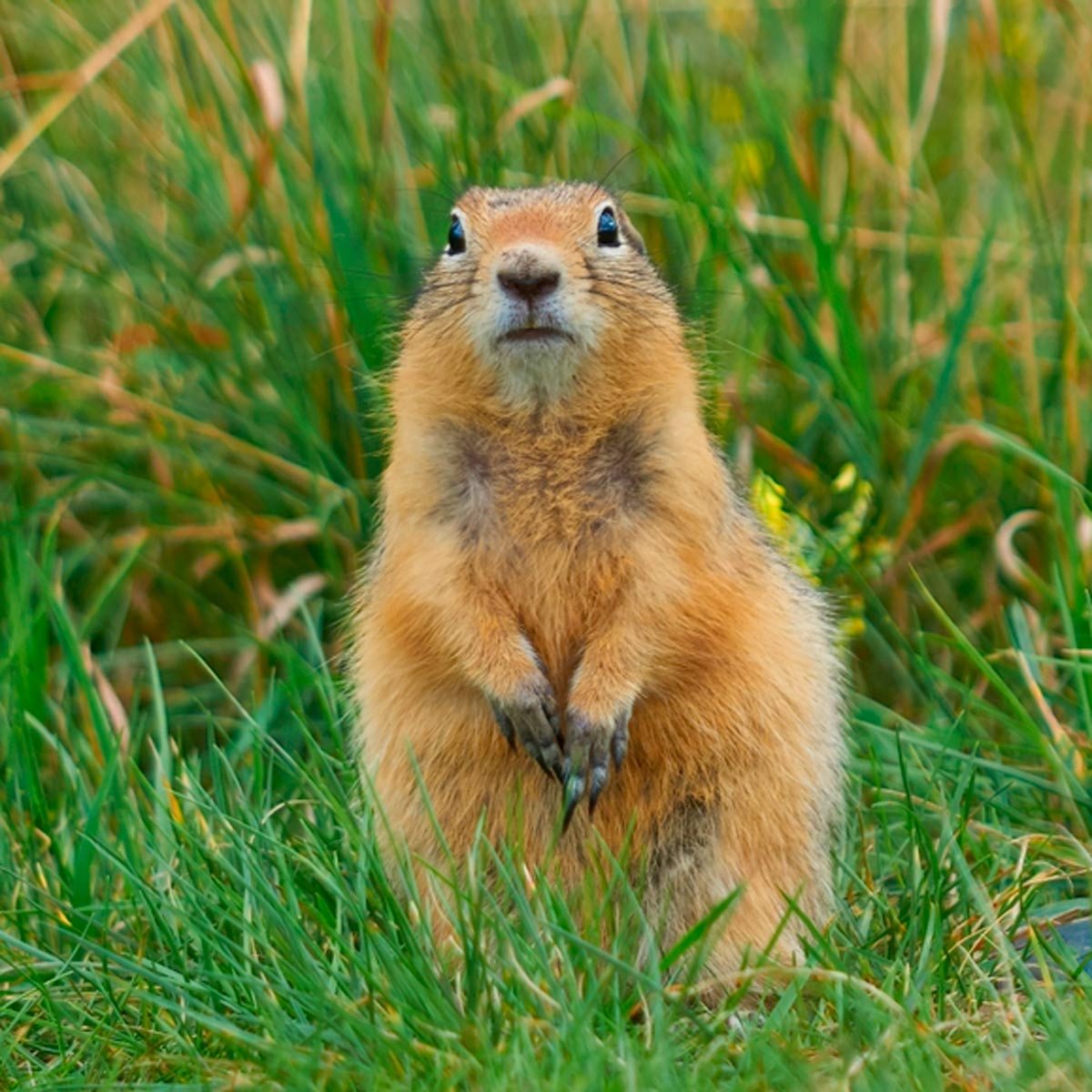 how to get rid of gophers without harming dogs