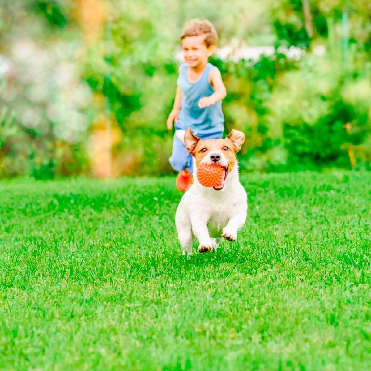 10 Tips for Creating Dog-Friendly Landscaping in Your Yard