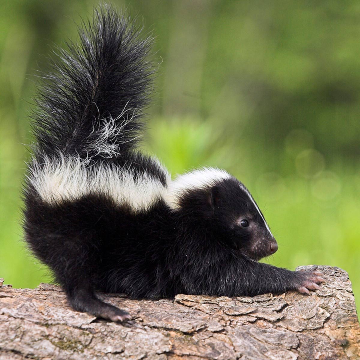 How to Get Rid of Skunk Smell