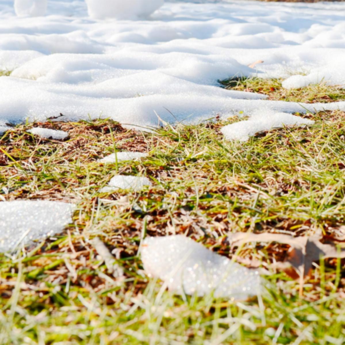 snow on grass