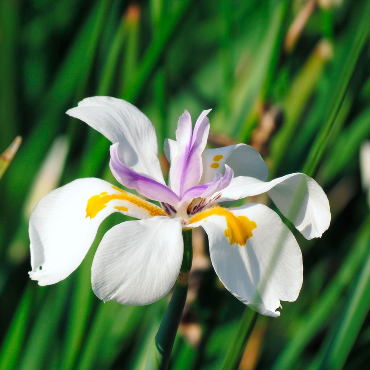 African iris poisonous to hot sale dogs