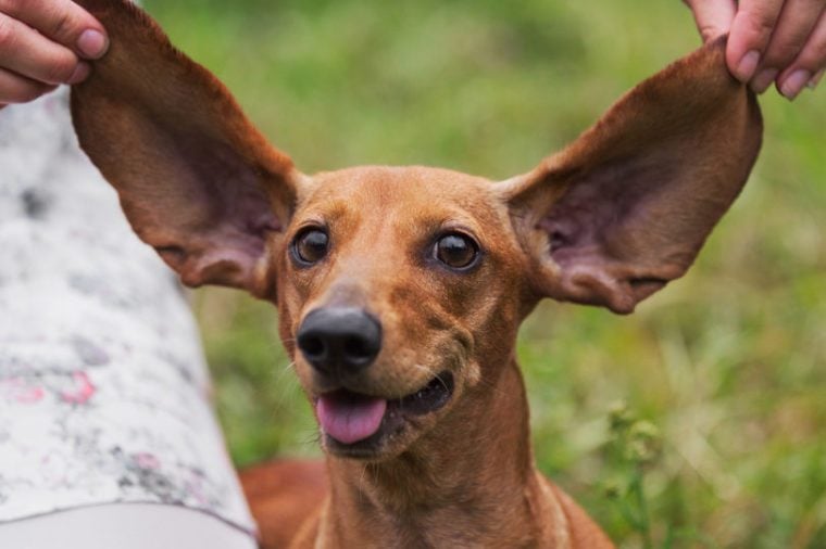 How to Clean Dog Ears: How Often You Should Do It | Family ...