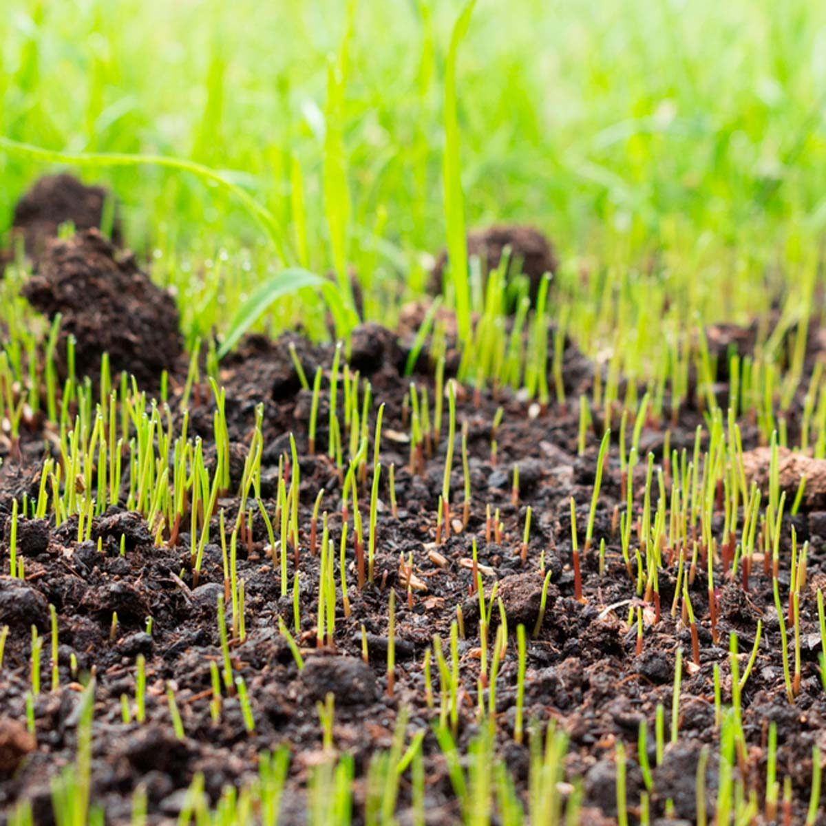 How Long Does it Take for Grass Seed to Grow?