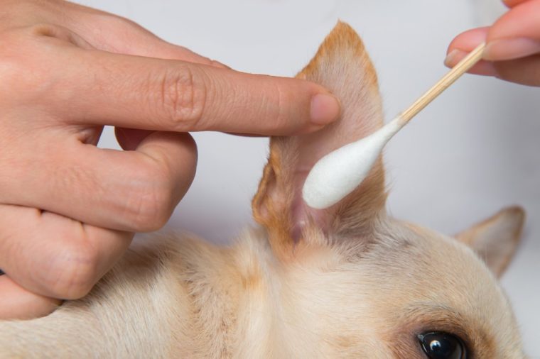 How to Clean Dog Ears How Often You Should Do It Family Handyman