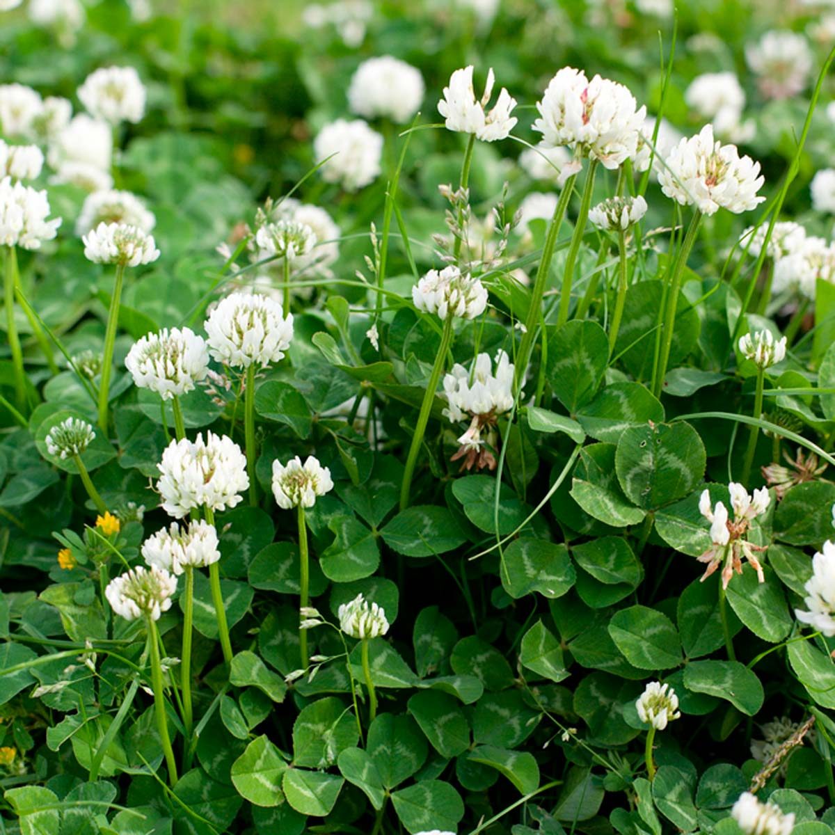 Why You Should Consider Planting a Clover Lawn