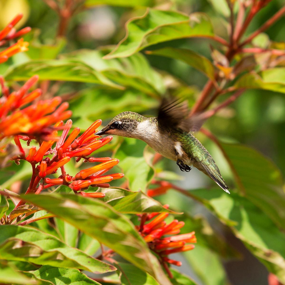 13 Jaw-Dropping Facts About Hummingbirds