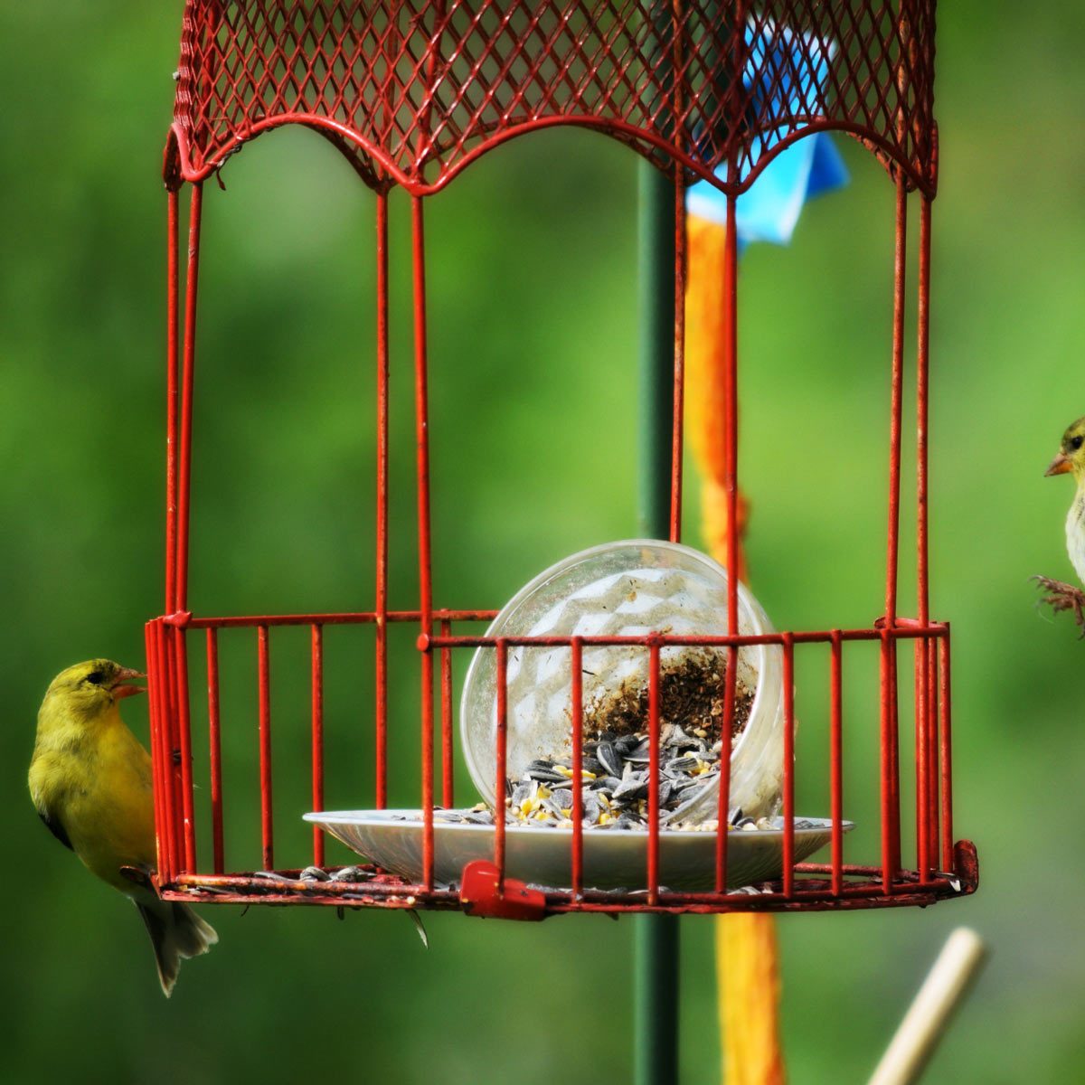 41 Really Cute Bird Feeder Ideas