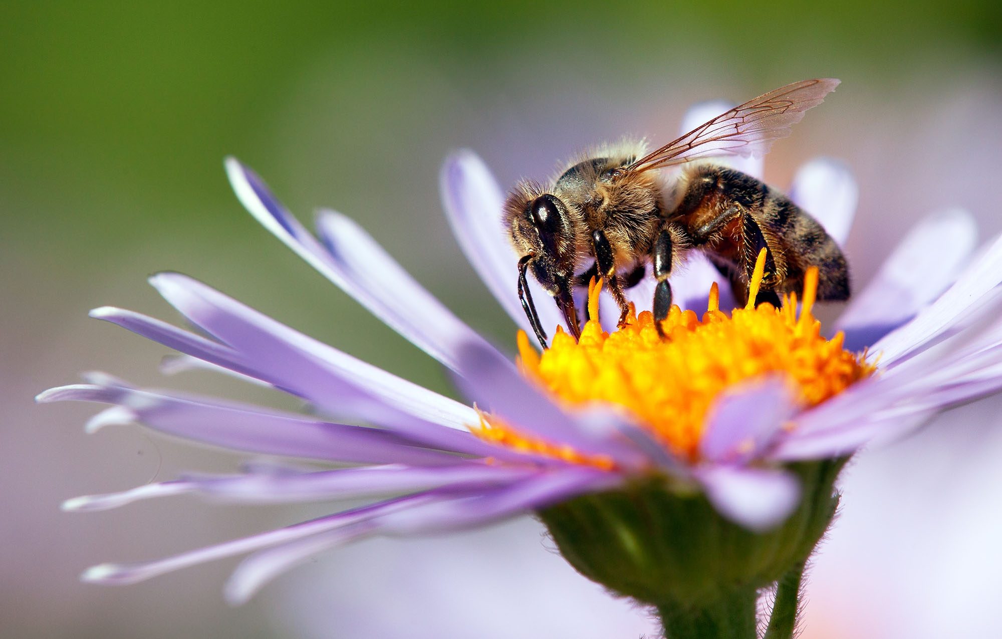 How You Can Help Bees and Pollinators Thrive in Your Yard